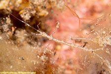 skeleton shrimp